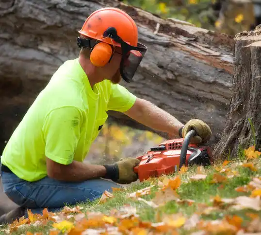 tree services La Monte